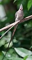 Blue-naped mousebird