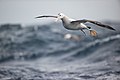 27 Wandering Albatross- east of the Tasman Peninsula uploaded by JJ Harrison, nominated by Iifar,  21,  0,  0