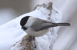 Šiaurinė pilkoji zylė (Parus montanus)