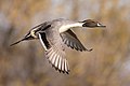 42 Male northern pintail (Anas acuta) in flight at Llano Seco-0708 uploaded by Frank Schulenburg, nominated by Frank Schulenburg,  31,  0,  0