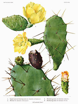 Opuntia ficus-indica in The Cactaceae, Britton & Rose, Vol. I, Plate XXVII, 1919