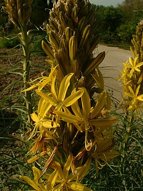 Asphodeline lutea