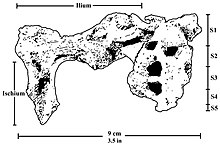 Pelvis in face-view preserving the sacrum and the right ilium and the upper portion of the ischium