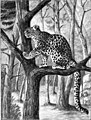 File:Die Gartenlaube (1898) b 0290_1.jpg Der kaspische Panther im Berliner Zoologischen Garten Nach dem leben gezeichnet von Anna Matschie-Held