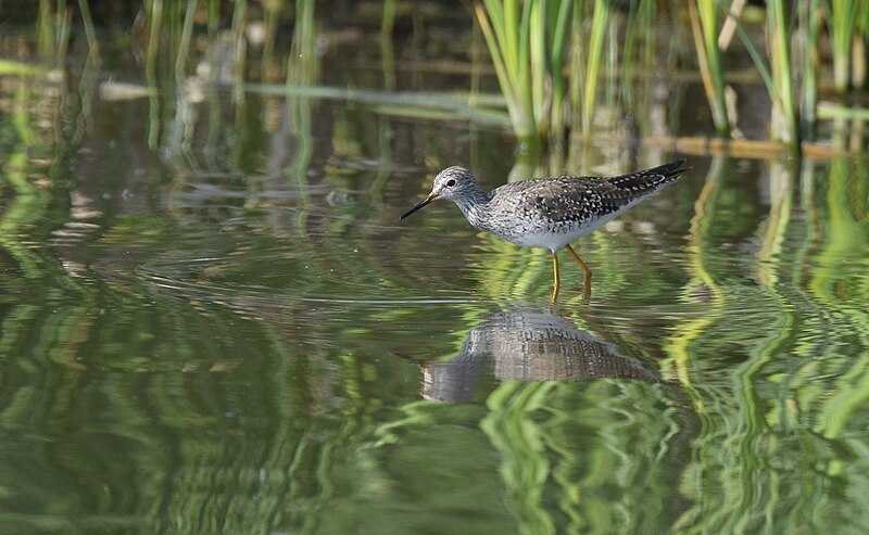 File:Lesser Yellowlegs - 26568392942.jpg