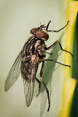 Stable fly