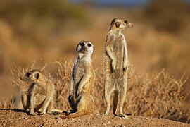 Stoksteirtjes (Suricata suricatta)