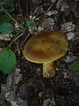 Cortinarius psittacinus