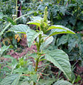 Marxant (Amaranthus retroflexus)