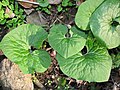 Asarum canadense