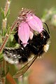 Bombus barbutellus