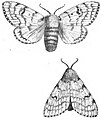 File:Die Gartenlaube (1898) b 0463_3.jpg Schwammspinner (Weibchen.)