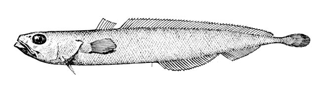 Halargyreus johnsonii