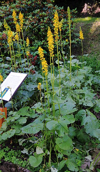 File:Ligularia sibirica Prague 2013 1.jpg