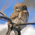 Gyöngyös törpekuvik (Glaucidium perlatum)