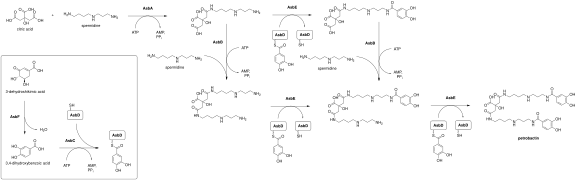 Petrobactin biosynthesis.svg