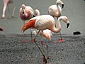 Miniatura para Phoenicopterus chilensis