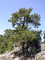 Pinus nigra subsp. salzmannii