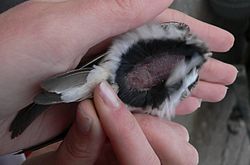 A bird on its back, revealing a patch of featherless skin