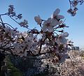 Fukuoka Castle