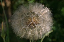 Kaurajuuren (Tragopogon porrifolius) lenninhaivenia.