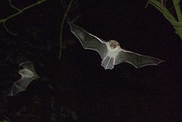 Natererio pelėausis (Myotis nattereri)