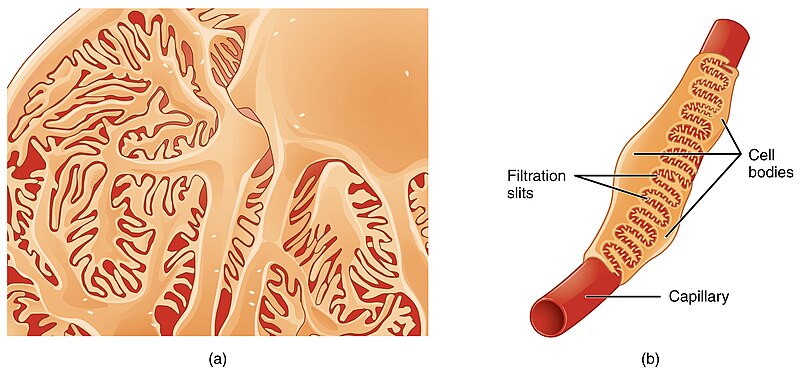 File:2613 Podocytes.jpg