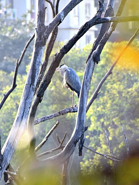 File:A bird banglore.jpg