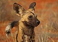 Afrikaanse wilde hond of hyenahond (Lycaon pictus)