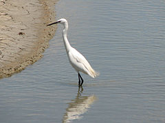 Camargue, France