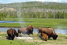 Bizons by in geiser yn it Nasjonaal Park Yellowstone.