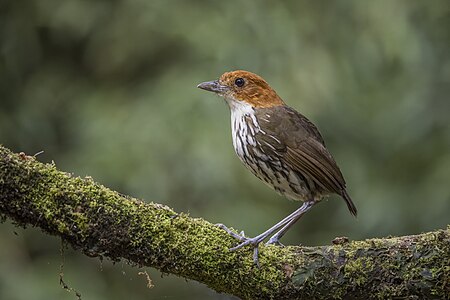 Chestnut-crowned antpitta