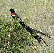 Photograph of a bird with an exceptionally long tail