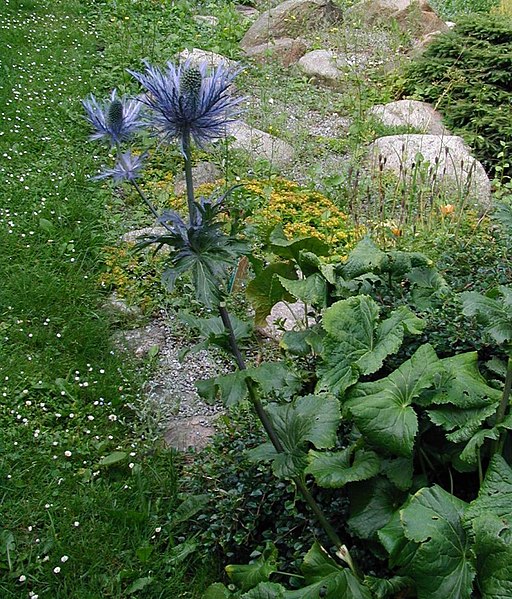 File:Eryngium-alpinum.JPG