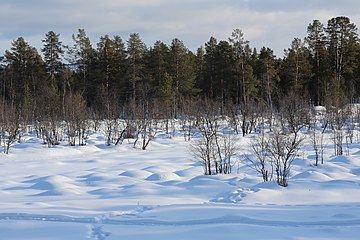 Haukkapesäjoki