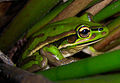 Litoria aurea