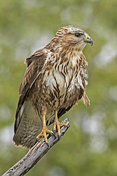 Photographie en couleurs d’un rapace au plumage brun bigarré sur fond de verdure.