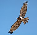 In flight in Kuwait