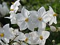 Květy lilku Solanum jasminoides