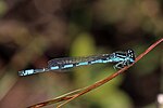 Coenagrion mercuriale – Männchen