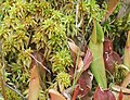 Image 53Sphagnum with northern pitcher plants at Brown's Lake Bog, Ohio, US (from Bog)