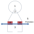 Pisipilt versioonist seisuga 7. august 2008, kell 07:17