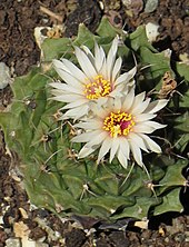 cactus flowers