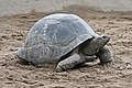 Image 34Aldabra giant tortoise