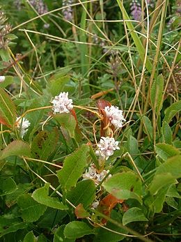 Smulkusis brantas (Cuscuta epithymum)