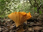 A golden colored mushroom among dead leaves and foliage.