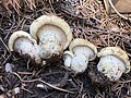 Cantharocybe gruberi