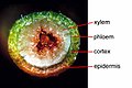 マオウ属の幹の断面図