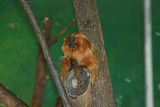 An endangered golden lion tamarin at the Potawatomi Zoo in April 2012.