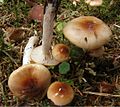 Hygrophorus discoideus